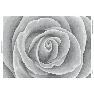 БС 2023 Чорно-біла троянда