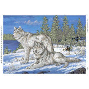 БС 2029 Вовки на снігу